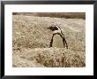 Penguins, South Africa by Keith Levit Limited Edition Print