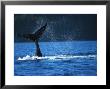 Whale Tail by Fogstock Llc Limited Edition Print