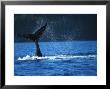 Whale Tail by Fogstock Llc Limited Edition Pricing Art Print