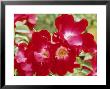 Rosa Dortmund (Red Climbing Rose) by Mark Bolton Limited Edition Print