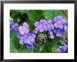 Brunnera Macrophylla, March by Mark Bolton Limited Edition Print