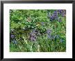 Small Pond With Persicaria, Iris, Stratiotes & Sisyrinchium Chelsea Flower Show 2000 by Mark Bolton Limited Edition Print