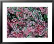 Sedum Ruby Glow, Red Flower, September by Mark Bolton Limited Edition Print