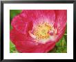 Rosa Greenmantle (Rubiginosa Hybrid Rose), Dark Pink Flower by Mark Bolton Limited Edition Pricing Art Print