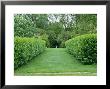 Laurel (Prunus Laurocerasus) Hedges, The Larmar Tree Gardens, Dorset by Mark Bolton Limited Edition Print