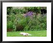 Close-Up Of Brown And White Family Dog, In Front Of Summer Border At Cooks Farm Garden, Somerset by Mark Bolton Limited Edition Print