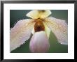 Paphiopedilum Delophyllum (Slipper Orchid) by Ruth Brown Limited Edition Pricing Art Print