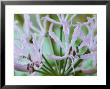 Nerine Undulata, October by Chris Burrows Limited Edition Print