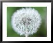 Taraxacum Officinale (Dandelion), Close-Up Of Seed Head by Chris Burrows Limited Edition Pricing Art Print