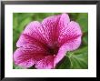 Petunia Strawberry Frost (Conchita Series) by Chris Burrows Limited Edition Print