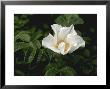 Rosa Rugosa Alba Single White Flower by Dennis Davis Limited Edition Pricing Art Print