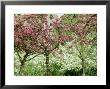 Malus (Crab Apple) Trees In Blossom by Carole Drake Limited Edition Print