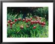 Tulipa Lustige Witwe Syn. Merry Widow In Flower by Ron Evans Limited Edition Pricing Art Print