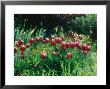 Tulipa Lustige Witwe Syn. Merry Widow In Flower by Ron Evans Limited Edition Print