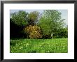 Primula Veris (Cowslip) Meadow With Flowering Shrub Berberis X Stenophylla (Hedge Barberry) by Ron Evans Limited Edition Print