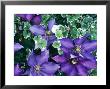 Summer Partners, Clematis Lasustern & Glechoma Hederacea Variegata by Christopher Fairweather Limited Edition Print