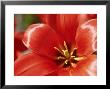 Tulipa Greigii Oratorio Close-Up Showing Inside Of Red Flower by James Guilliam Limited Edition Pricing Art Print