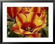 Tulipa (Tulip) Stresa, Yellow Flowers With Red Strip In Petals by James Guilliam Limited Edition Print