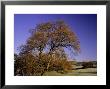 English Oak by James Guilliam Limited Edition Print