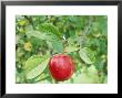 Apple, Malus Veitch's Scarlet Close-Up Of Fruit On Tree October by Sunniva Harte Limited Edition Pricing Art Print