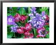 Tulipa Little Beauty, Hyacinthoides Non-Scripta (Bluebell) Vinca Major (Periwinkle) Oak Gate by Sunniva Harte Limited Edition Pricing Art Print