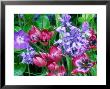 Tulipa Little Beauty, Hyacinthoides Non-Scripta (Bluebell) Vinca Major (Periwinkle) Oak Gate by Sunniva Harte Limited Edition Print