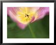 Eschscholzia Californica Mission Bells (California Poppy) by Hemant Jariwala Limited Edition Print