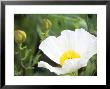 Romneya Coulteri (Californian Tree Poppy) by Hemant Jariwala Limited Edition Pricing Art Print