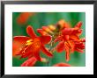 Crocosmia, Red Knight, Close-Up Of Red Flowers by Lynn Keddie Limited Edition Print