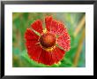 Helenium Hoopesii, Close-Up Of Red Flower Head by Lynn Keddie Limited Edition Pricing Art Print