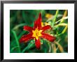 Hemerocallis Holly Dancer, Close-Up Of Red Flower Head And Foliage by Lynn Keddie Limited Edition Print
