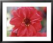 Dahlia Bishop Of Llandaff, Close-Up Of Red Flower by Lynn Keddie Limited Edition Print