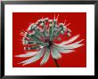 Astrantia (Masterwort), Flower On Red Background by Steven Knights Limited Edition Pricing Art Print