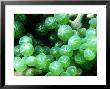 Sea Grapes, Tonga by Tobias Bernhard Limited Edition Print