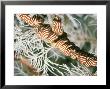 Snake Star In Black Coral Tree, New Zealand by Tobias Bernhard Limited Edition Print