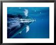 Atlantic Spotted Dolphins, Bimini, Bahamas by Tobias Bernhard Limited Edition Print