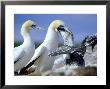 Australian Gannet, Feeding Chick, New Zealand by Tobias Bernhard Limited Edition Print