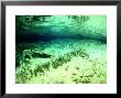 Freshwater Lake With Algae, New Zealand by Tobias Bernhard Limited Edition Pricing Art Print
