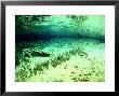 Freshwater Lake With Algae, New Zealand by Tobias Bernhard Limited Edition Print