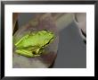 Green And Golden Bell Frog, Juvenile On Water Lily Leaf, New Zealand by Tobias Bernhard Limited Edition Print