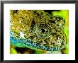 Italian Firebelly Toad, Genoa, Italy by Emanuele Biggi Limited Edition Print