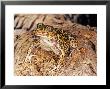 Western Spadefoot Toad, Saint Martin Del Londres, France by Emanuele Biggi Limited Edition Print