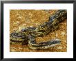 Grey Rat Snakeelaphe Obsoleta Spiloides, Usa by David Boag Limited Edition Print