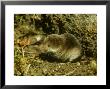 Common Shrew, Sorex Araneus by David Boag Limited Edition Print