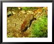 Bank Vole, Drinking by David Boag Limited Edition Pricing Art Print