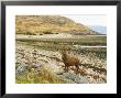 Red Deer, Loch Linnhe, Scotland by David Boag Limited Edition Print