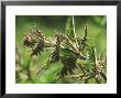 Stinging Nettles, Flowers In Close Up by David Boag Limited Edition Pricing Art Print