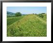 Hod Hill, England, Uk by David Boag Limited Edition Print