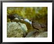 Dipper, Feeding Young, Summer by David Boag Limited Edition Pricing Art Print