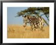 Grevys Zebra, Lewa, Kenya by Werner Bollmann Limited Edition Print